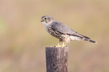 Merlin Falcon