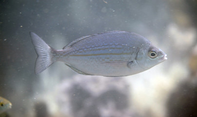 underwater world - bright fish