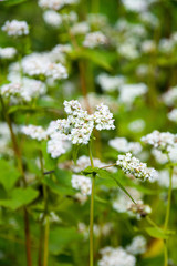 Wild flowers in garden