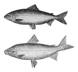Coregonus wartmanni above and Whitefish (Coregonus albus) below / vintage illustration