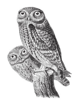 Little Owl (Athene noctua) / vintage illustration