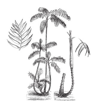 Chamaedorea (Chamaedorea elatior) / vintage illustration