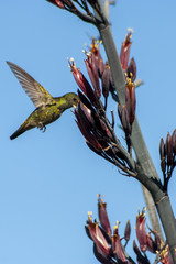 colibrí libando © mariotarante
