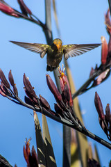 colibrí de frente en el aire © mariotarante