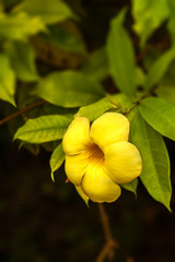 Yellow Allamanda from Madagascar