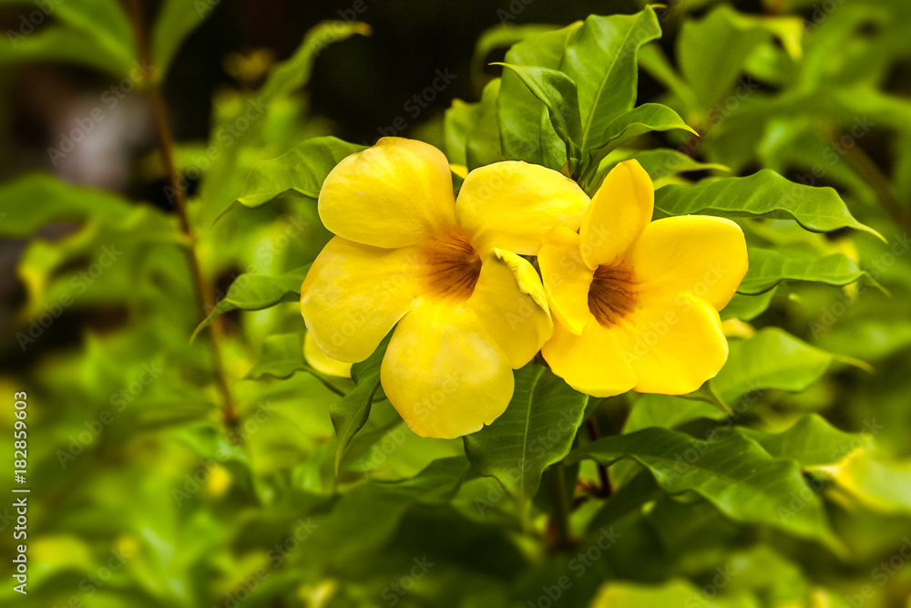 Wall mural yellow allamanda from madagascar