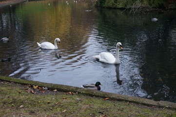 swan in the park