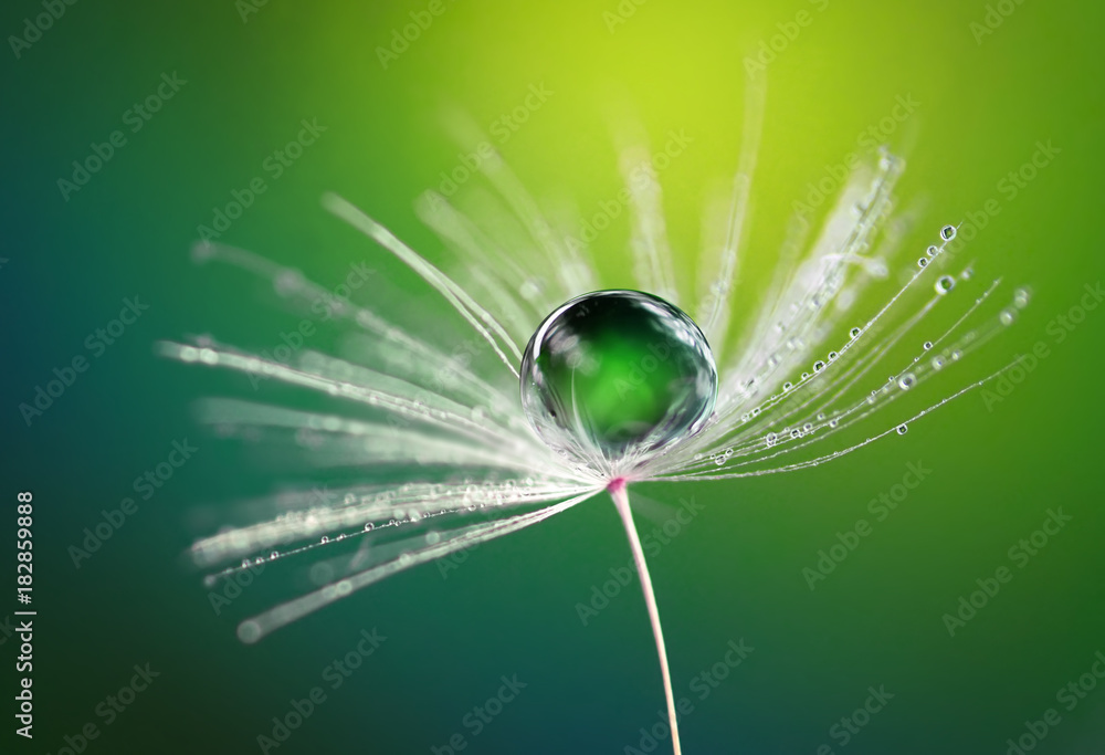 Poster beautiful dew water drop on a dandelion flower on blurred green background macro. soft dreamy elegan