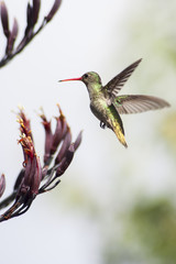 colibrí en el aire frente a flores