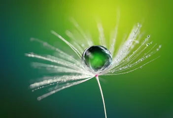 Papier Peint photo autocollant Dent de lion Beautiful dew water drop on a dandelion flower on blurred green background  macro.  Soft dreamy elegancy artistic image tenderness and fragility of nature.