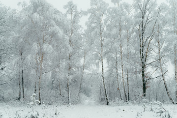 Charming wood is covered with snow. Beautiful time of the year. Fluffy snowfall. Horizontal view.