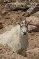 zMountain goat in the Colorado high Country