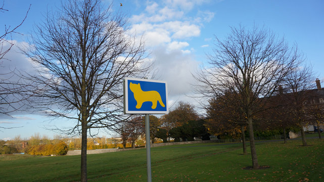 cat streen signal