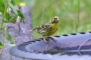 Männlicher Girlitz an der Vogeltränke