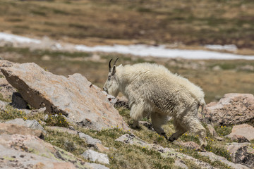 zMountain goat in the Colorado high Country