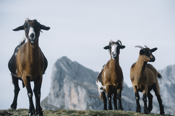 Fototapeta premium wild goats in the Picos de Europa