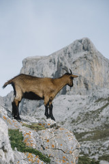 wild goats in the Picos de Europa