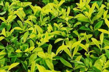 textured green leaf close up.
