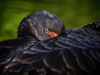 Black Swan