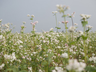 Beautiful scenery of buckwheat field showing white buckwheat flowers in bloom. Close-up