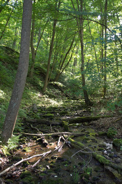 Small Stream in Forest