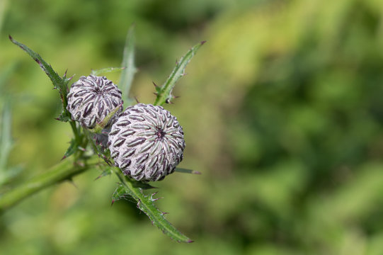 Thistle Buds