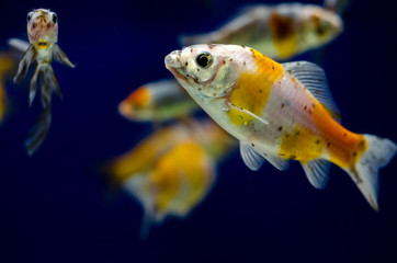 Koi Carp in aquarium