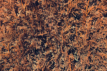 texture of the yellow grass