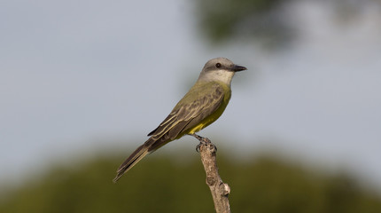TROPICAL KINGBIRD © Uriel