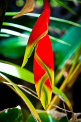 Heliconia bud