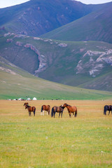 Fototapeta na wymiar Horses around Song Kul lake, Kyrgyzstan