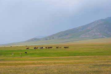 Horses around Song Kul lake, Kyrgyzstan - obrazy, fototapety, plakaty