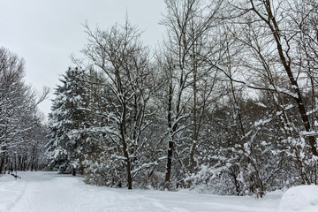 Winter Panorama with snow covered trees in South Park in city of Sofia, Bulgaria
