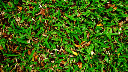Green grass at yard.
