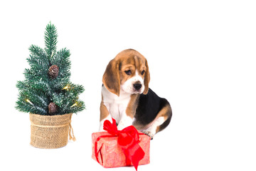 Puppy beagle near Christmas tree with pink box