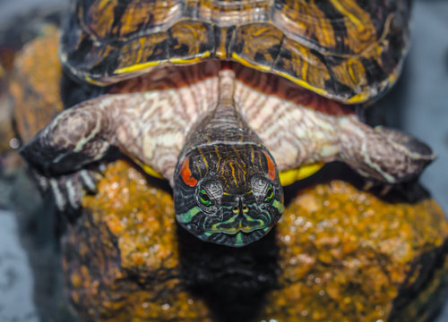 Funny Turtle Funny Turtle
