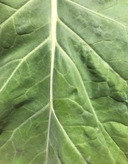 Large cabbage leaf