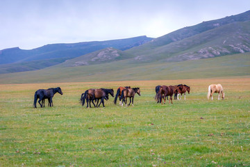 Fototapeta na wymiar Horses around Song Kul lake, Kyrgyzstan