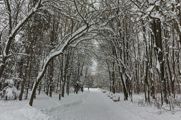 Fototapeta premium Winter Panorama with snow covered trees in South Park in city of Sofia, Bulgaria 