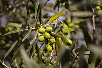 Olive tree branch