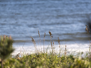 Sea Grass at Ocean Isle Beach