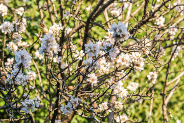 Blooming, flowers, leaf