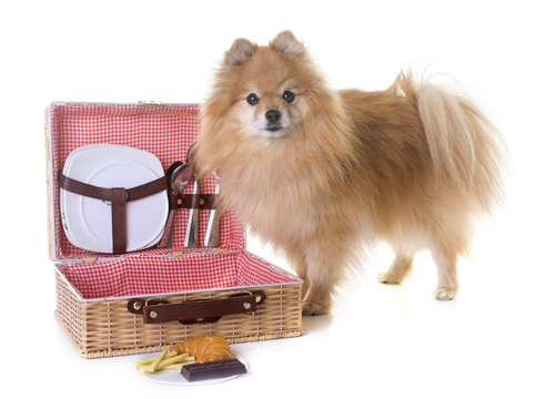 pomeranian spitz and picnique