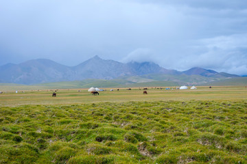 Horses and yurts by Song Kul lake, Kyrgyzstan