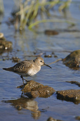 Bird with a long beak goes on shoal in search of food