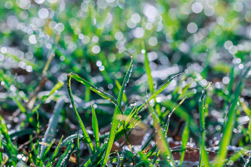 Fresh green dill growing in the garden covered with rain drops glittering in the sunlight.