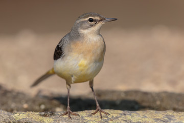 Yellow wagtail