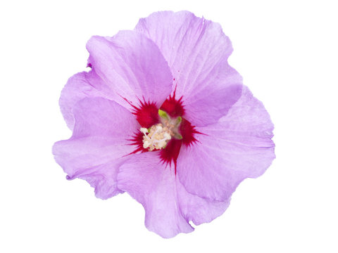 Purple Hibiscus blossom isolated