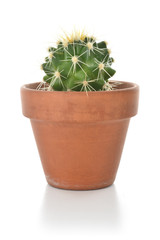 Cactus in a clay pot houseplant isolated on white background.