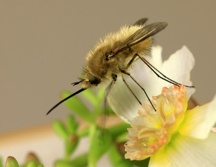Mouche poilue sur narcisse